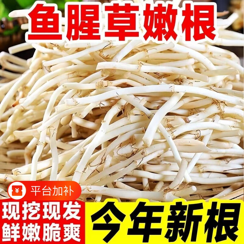 自种野生鱼腥草嫩芽折耳根新鲜现挖猪鼻孔节儿根土特产蔬菜拌香菜