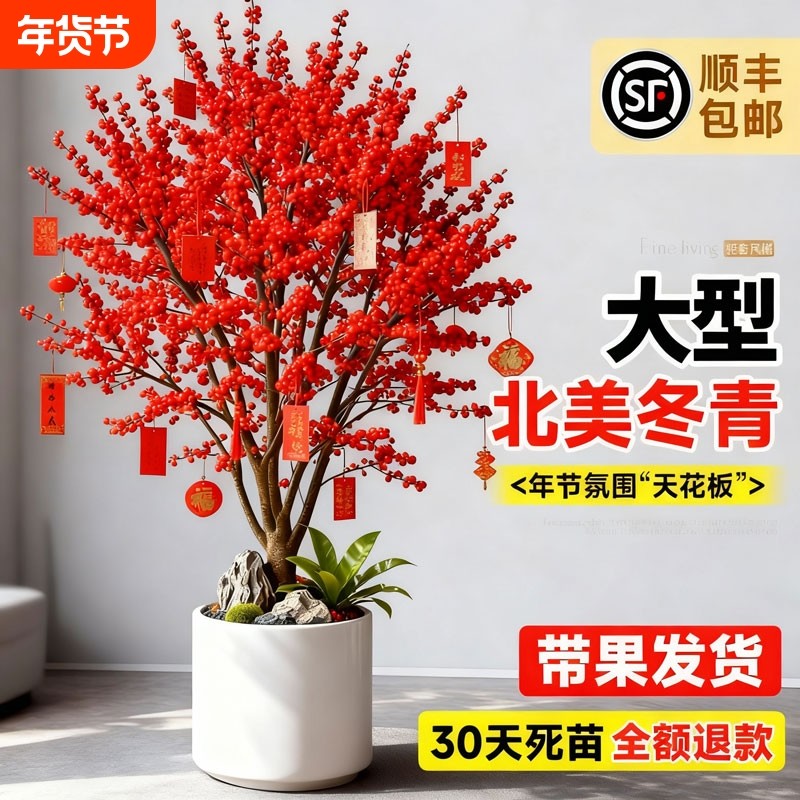 大型老桩北美冬青盆栽红色花卉客厅室内装饰真花植物带果冬季氛围,鲜花速递/花卉仿真/绿植园艺,时令草本花卉,淘宝优惠券,粉丝福利购,淘宝优惠卷