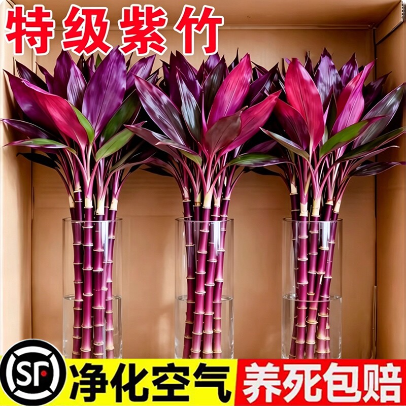 鸿运紫竹富贵竹水培植物粗杆客厅招财竹子室内绿植发财竹花卉