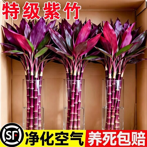 鸿运紫竹富贵竹水培植物粗杆客厅招财竹子室内绿植发财竹花卉