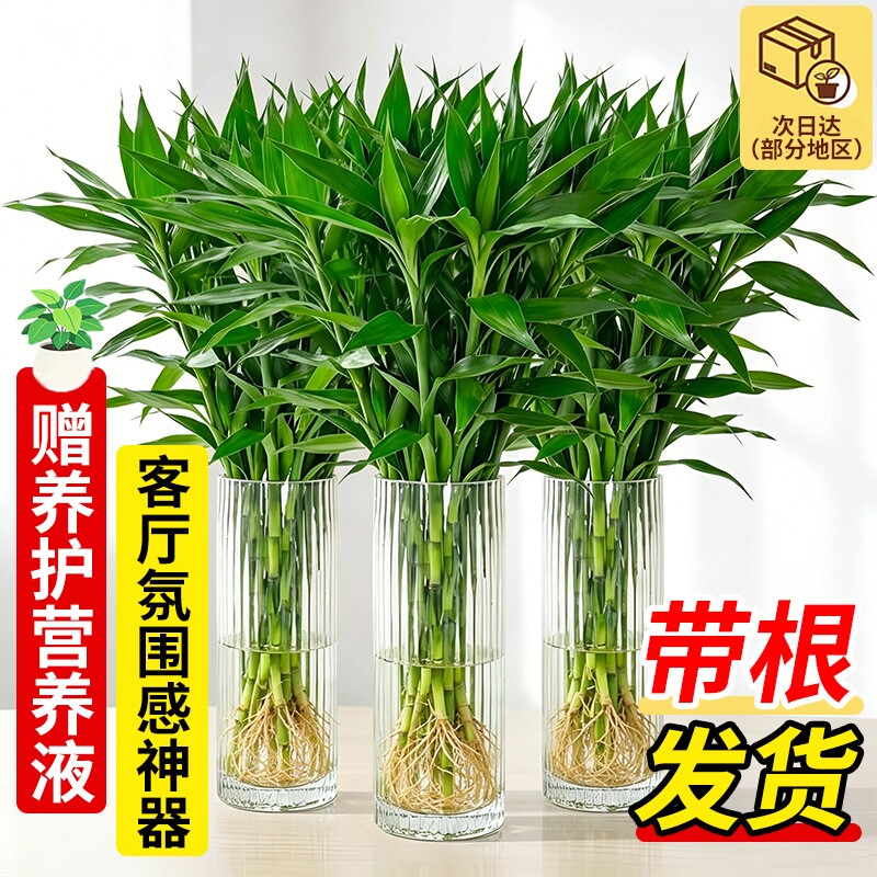 富贵竹水培植物带根客厅招财绿植好养易活发财竹子耐阴好物神器