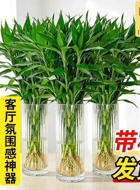 水培带根富贵竹绿植绿色花卉绿植