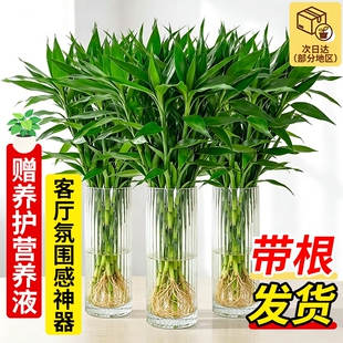 富贵竹水培植物带根客厅招财绿植好养易活发财竹子耐阴好物神器