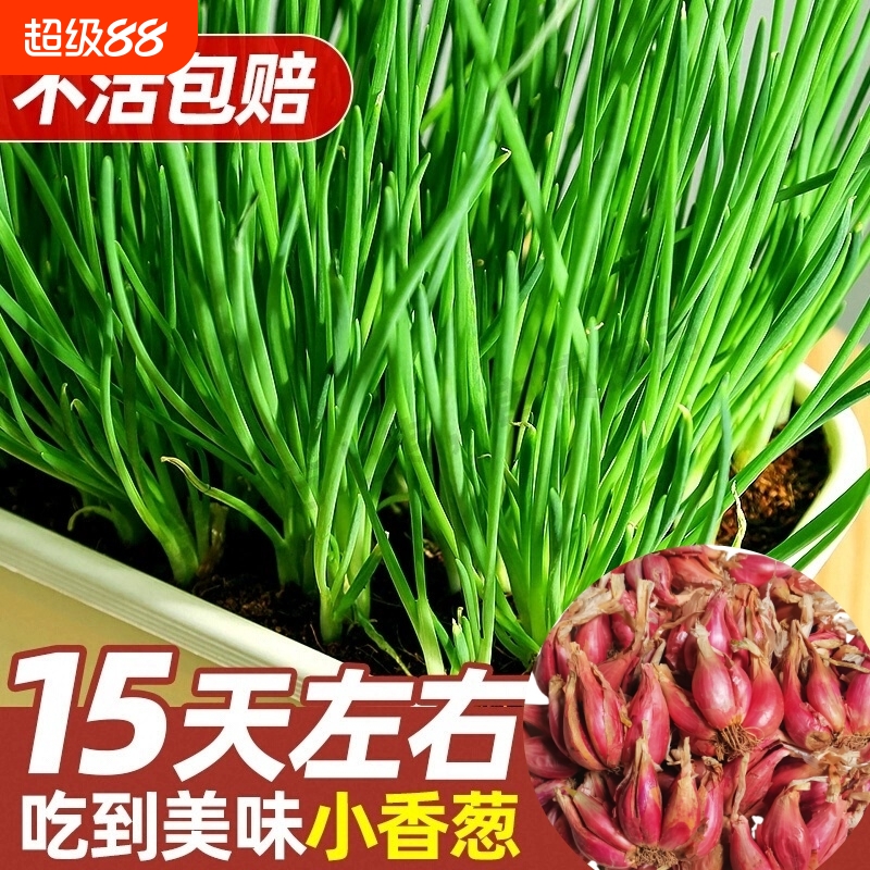 四季小香葱种头多年生葱种子小葱葱头红葱本蔬菜种植四川葱苗分葱