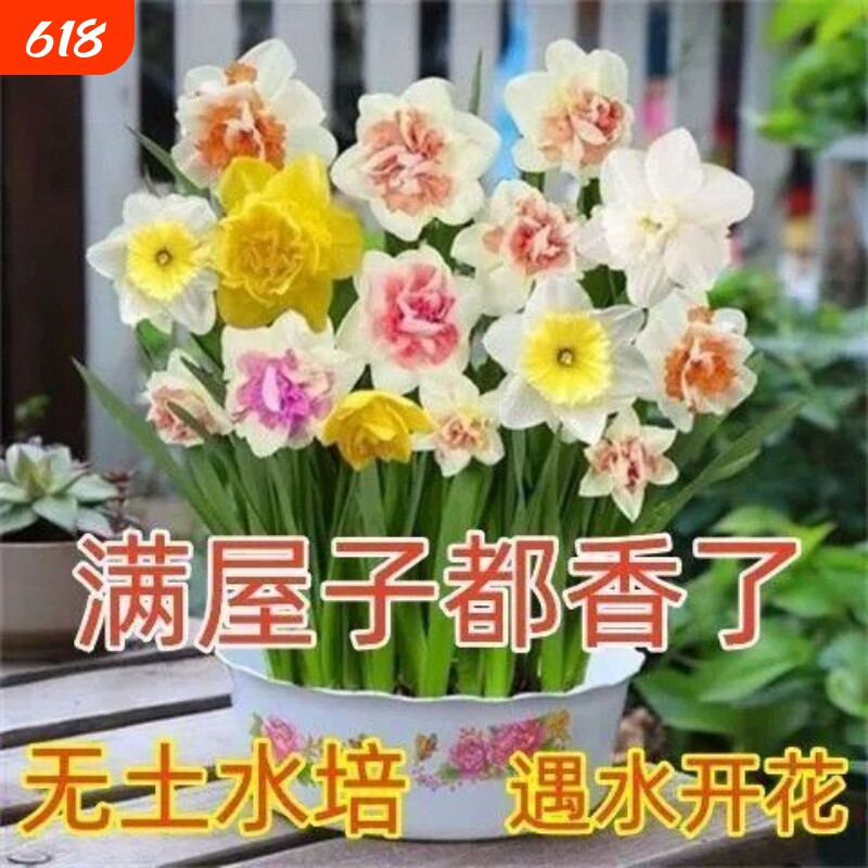 水仙花水培花卉室内花盆栽水养植物冬季好养耐寒植物四季种植花卉