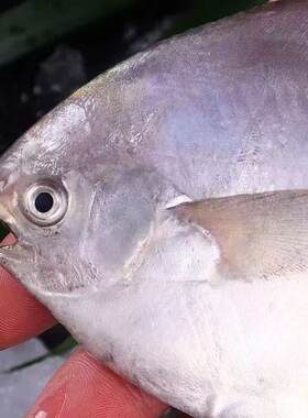 新鲜银鲳鱼平鱼海捕白鲳鱼鲳鳊鱼活冻海鲜水产冷冻深海