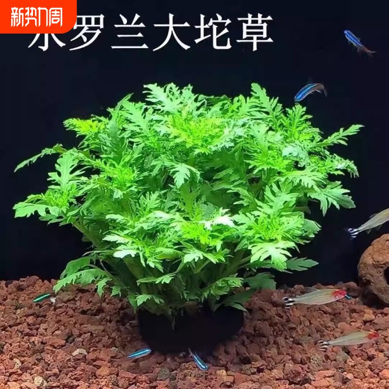 水罗兰沉底造景水草自带坨草懒人阴性后景淡水草增氧净化躲避鱼缸