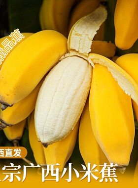 当季新鲜广西小米蕉整箱米蕉应季甜糯薄皮粉蕉水果自然熟青香蕉