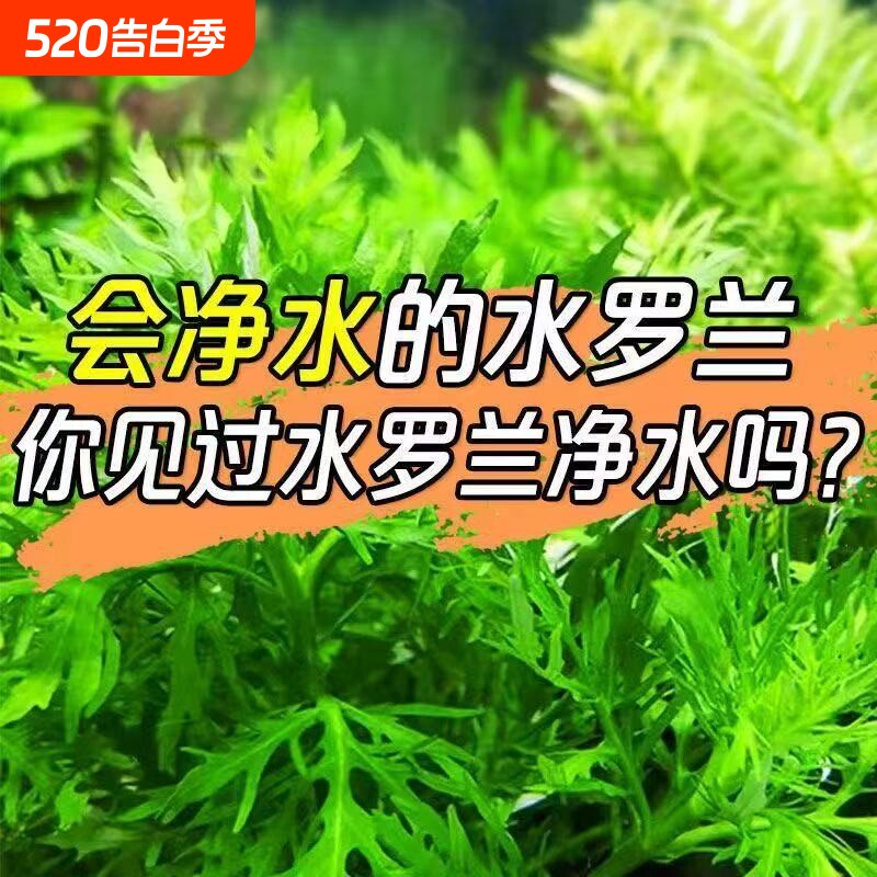 水罗兰坨草鱼缸造景净水后景新手懒人水草植物好养活阴性淡水增氧