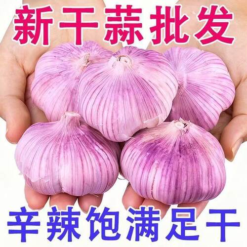 山东金乡大蒜紫皮大蒜头干蒜农家新干蒜腌蒜醋泡蒜新鲜自种精选