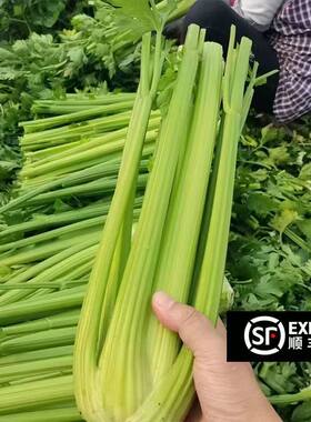 山东寿光西芹新鲜芹菜去西洋芹榨汁专用农家脆嫩蔬菜顺丰包邮食用