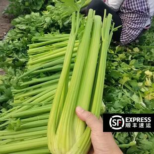 山东寿光西芹新鲜芹菜去半叶西洋芹榨汁专用农家脆嫩蔬菜顺丰包邮