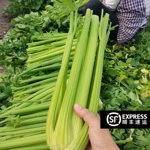 山东寿光西芹新鲜芹菜去西洋芹榨汁专用农家脆嫩蔬菜顺丰包邮食用
