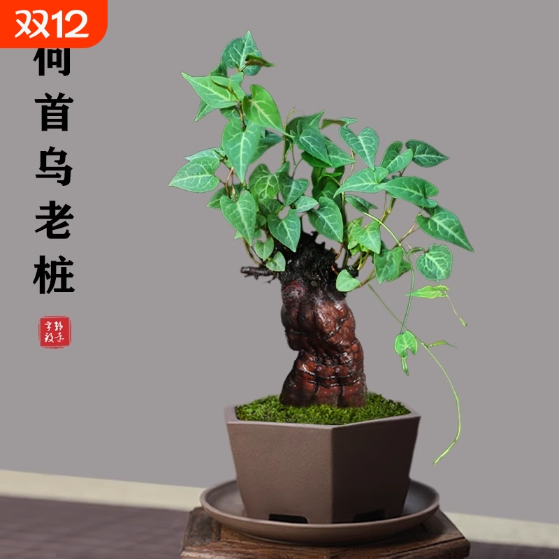 何首乌老桩盆栽盆景植物根球盆景爬藤植物中草药植物盆栽微型盆景