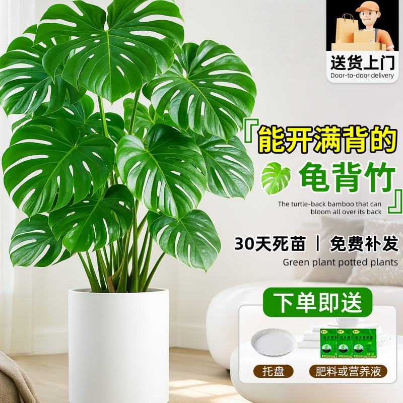 龟背竹客厅大盆栽大型绿植