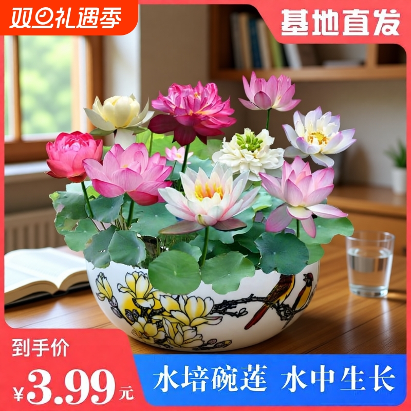 2包【水培碗莲种子】睡莲