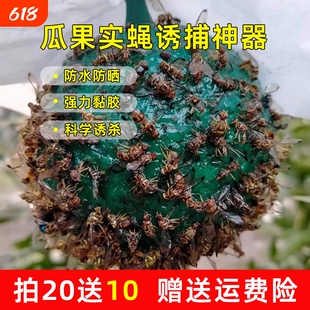粘虫柑橘果园瓜果诱蝇器实蝇粘胶板针蜂果蝇诱虫球果蝇针蜂引诱剂