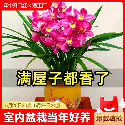 兰花兰花苗墨兰室内盆栽花卉绿植当年开花好养水培水养易存活客厅