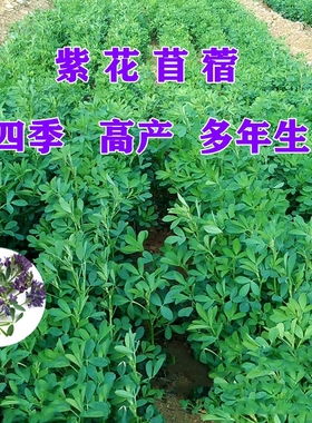 紫花苜蓿草四季免鱼草籽种植牧草种子孑护坡食用植物多年生高产