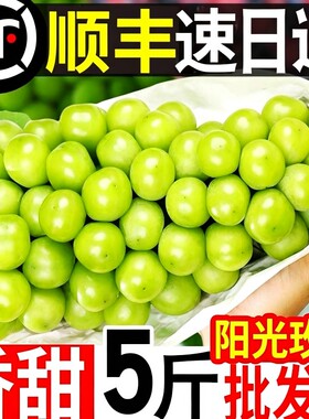 阳光玫瑰葡萄新鲜水果5斤