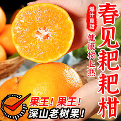 正宗四川蒲江现摘春见耙耙柑儿童孕妇应季显新鲜水果丑橘子粑粑柑