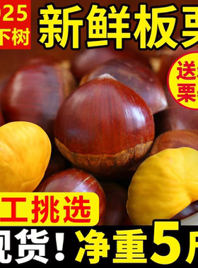 2025新下树丹东板栗5斤包邮鲜栗子生大嫩板栗辽宁农家新油板栗仁
