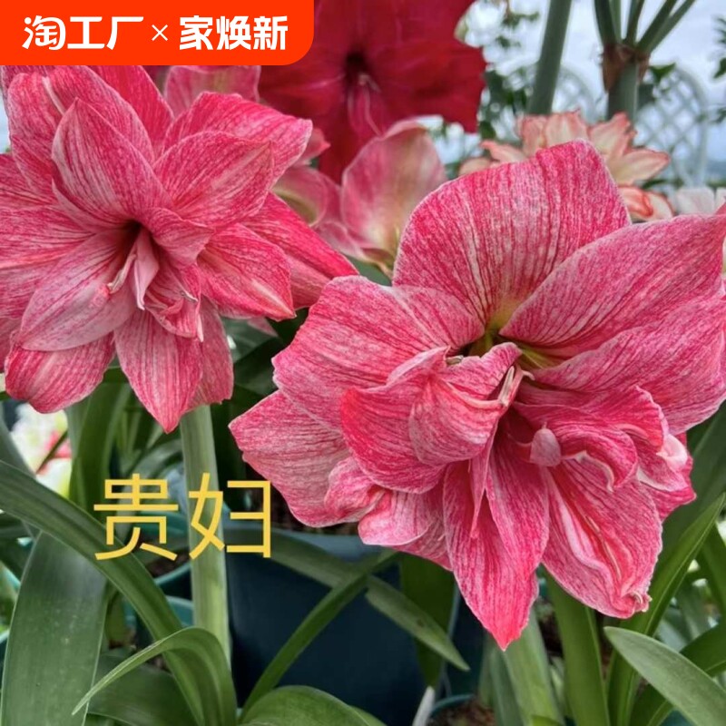 朱顶红贵妇安吉拉笑脸瑞秋澳朱包对版包邮