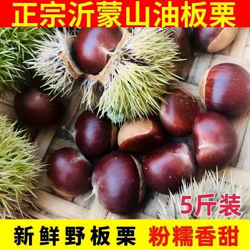 新鲜板栗正宗山东老树油栗生栗子婚用板栗新货薄壳油板栗