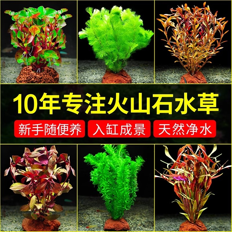 火山石水草鱼缸造景阴性造氧真草