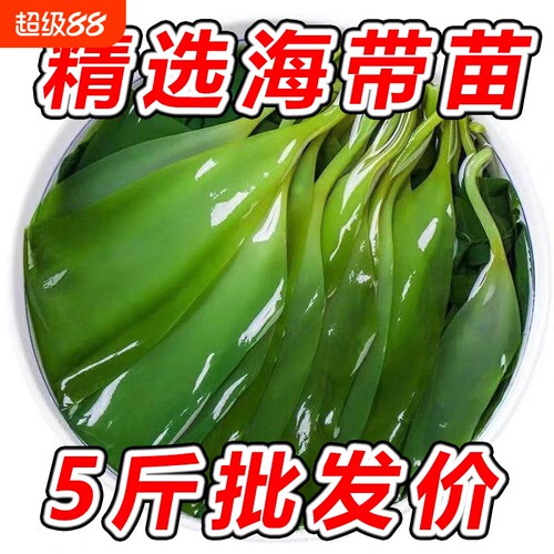 霞浦特产海带嫩苗新鲜盐渍海带苗火锅食材商用批发脆特产级小海带