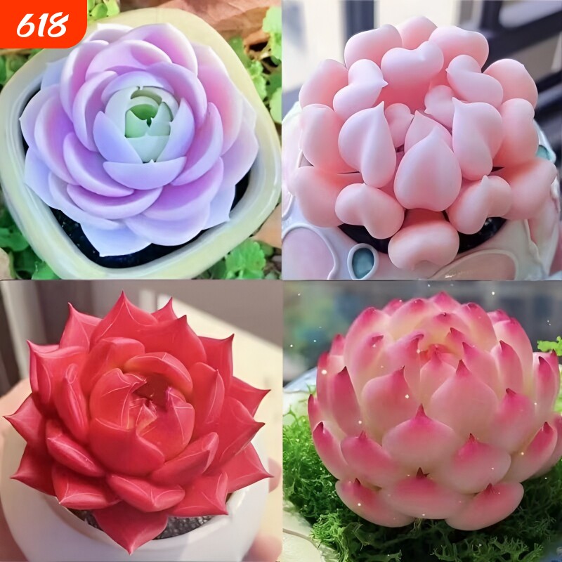 精品多肉植物盆栽组合蓝姬莲水蜜桃防辐射新手室内净化空气