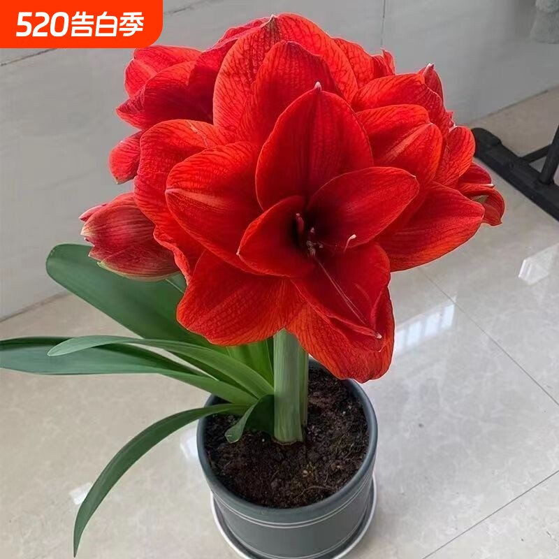【新手推荐】重瓣朱顶红盆栽室内阳台花开四季大全庭院好养耐活