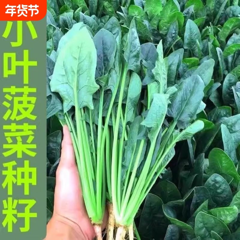 小叶菠菜籽种耐寒红根菠菜种子阳台盆栽农家秋冬青菜种籽蔬菜种孑