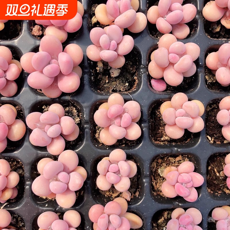 水蜜桃奶酪婴儿指汤圆多肉植物办公室内盆栽阳台花卉新手好养活