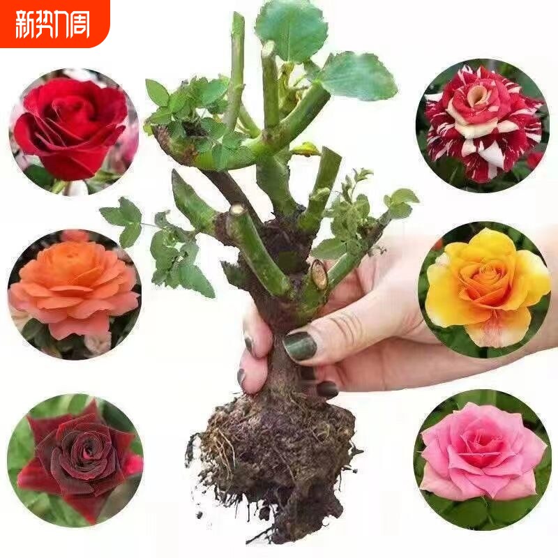 云南玫瑰月季老桩大苗庭院阳台四季开大花基地开花卡罗拉种植扦插