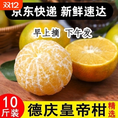 水果正宗德庆皇帝柑贡柑橘大果新鲜现摘果园直发黄帝柑礼盒批发价