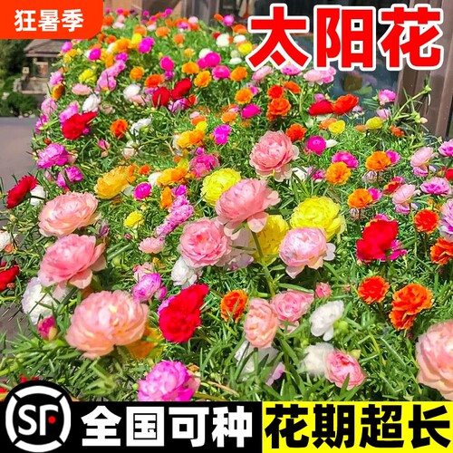 风畔春秋开花易活花籽多年生