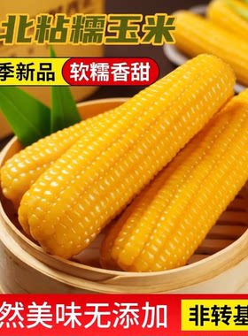 正宗东北新鲜黄糯玉米软糯拉丝真空包装寒地黑土一季早餐香甜糯香