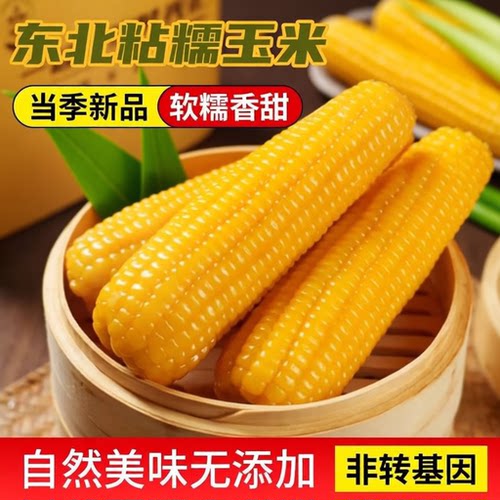 正宗东北新鲜黄糯玉米软糯拉丝真空包装寒地黑土一季早餐香甜糯香