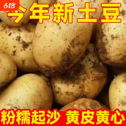 贵州黄皮黄心土豆现挖