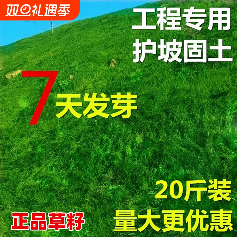 护坡固土草坪草籽四季常青绿化草种子耐寒狗牙根草种黑麦草多年生