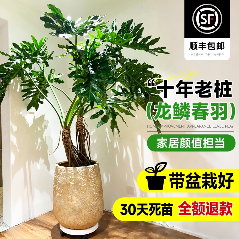 龙鳞春羽盆栽客厅绿植高级感室内大型植物落地大号老桩大气上档次