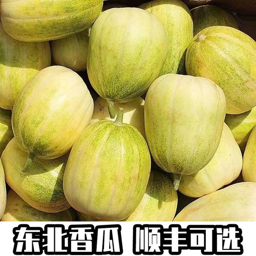 正宗东北大地香瓜金妃甜瓜京密蜜瓜老品种香瓜自然成熟整箱发顺丰