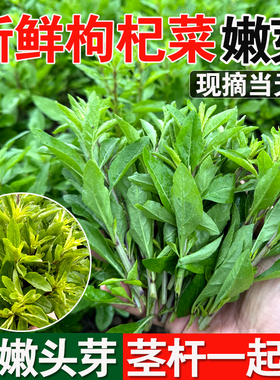 广西新鲜枸杞菜芽菜叶头野生可食用农家时令冷门蔬菜当季青菜批发