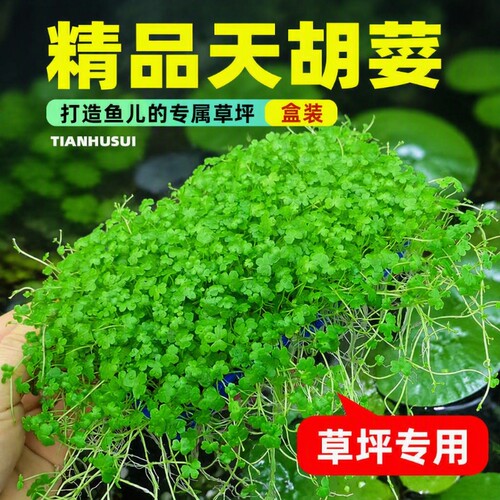 鱼缸天胡荽水草盒装造景专用