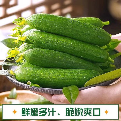 现摘水果小黄瓜新鲜黄瓜清脆小青瓜时令蔬菜农家自种生吃5斤包邮