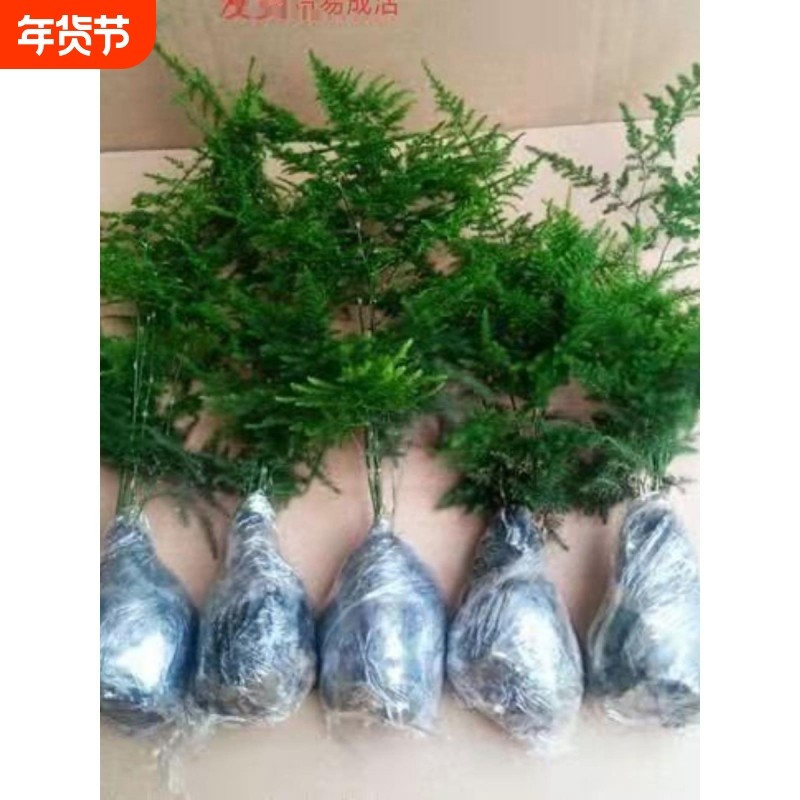 文竹四季阳台庭院包活好养发财树绿萝室内绿植花卉盆栽四季常青,鲜花速递/花卉仿真/绿植园艺,绣球/木绣球/木本植物,淘宝优惠券,粉丝福利购,淘宝优惠卷