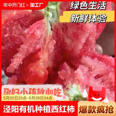 泾阳普罗旺斯水果西红柿生吃沙瓤