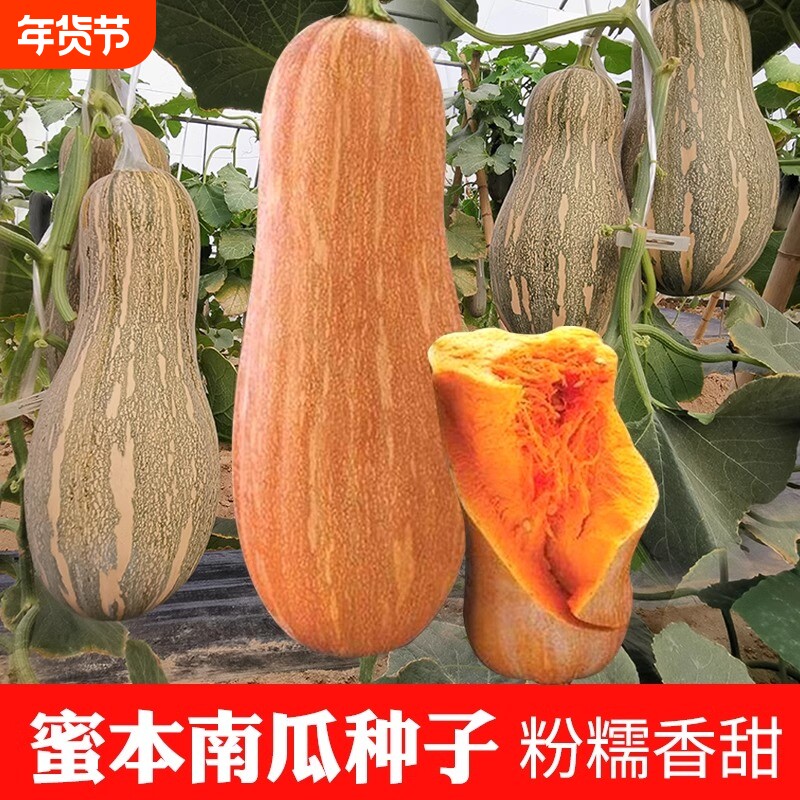蜜本南瓜种子细春夏秋四季蔬菜种籽大果早栗长密本种孑种植当季