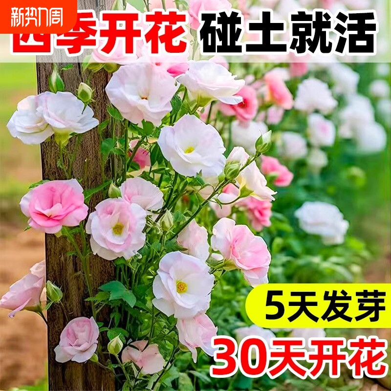 进口重瓣洋桔梗花种子四季播种开花易活花卉种孑室外花种籽子大全